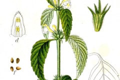 hohlzahn-gelber-illustration