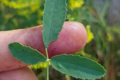 steinklee-gelber-blatt-oberseite