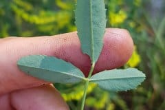 steinklee-gelber-blatt-unterseite