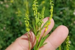 steinklee-gelber-blueten-knospen