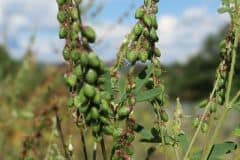 steinklee-gelber-fruechte