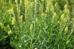 wau-gelber-blattwerk