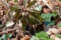 windroeschen-gelbes-austrieb