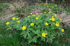 windroeschen-gelbes-bestand