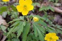 windroeschen-gelbes-erscheinungsbild