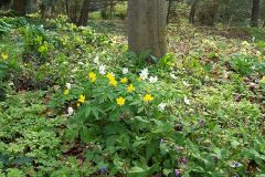 windroeschen-gelbes-gesellschaft