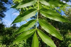 esche-gemeine-blatt