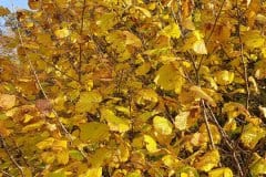 hasel-gemeine-herbstlaub