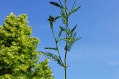 schafgarbe-gemeine-erscheinungsbild2