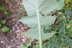 gemuese-gaensedistel-blatt-unterseite