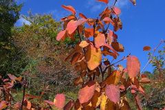 felsenbirne-gewoehnliche-herbstlaub