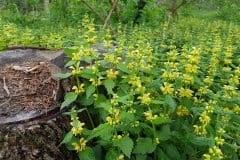 taubnessel-gold-gelbe-bestand