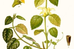 taubnessel-gold-gelbe-illustration