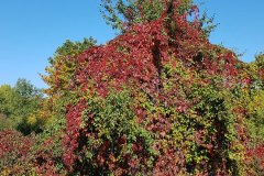 jungfernrebe-herbstlaub