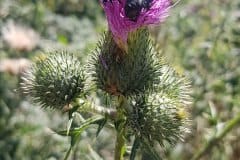 kratzdistel-gewoehnliche-bestaeuber