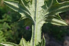 kratzdistel-gewoehnliche-blatt-unterseite