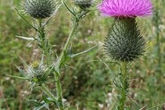 kratzdistel-gewoehnliche-bluetenstand