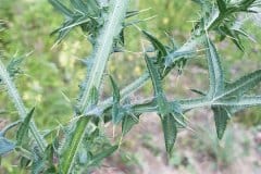 kratzdistel-gewoehnliche-dornen