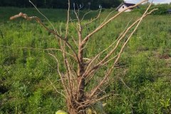 kratzdistel-gewoehnliche-wurzl