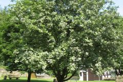 mehrbeere-gewoehnliche-baum