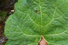 pestwurz-gewoehnliche-blatt-oberseite