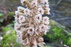 pestwurz-gewoehnliche-bluetenstand