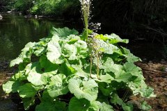 pestwurz-gewoehnliche-erscheinungsbild