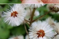 pestwurz-gewoehnliche-fruechte-samen