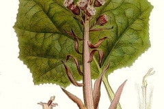 pestwurz-gewoehnliche-illustration