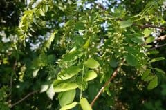 robinie-gewoehnliche-blaetter