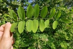 robinie-gewoehnliche-blatt