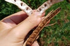 robinie-gewoehnliche-fruechte-samen