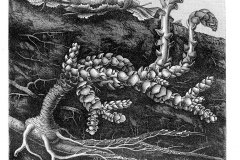 schuppenwurz-gewoehnliche-illustration