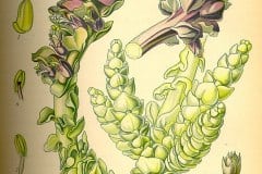 schuppenwurz-gewoehnliche-illustration2