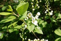 traubenkirsche-bluete-knospen