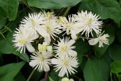 waldrebe-gewoehnliche-bluetenstand