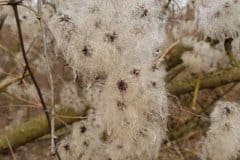 waldrebe-gewoehnliche-fruechte-samen