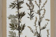 beifuss-herbarium