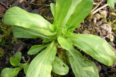 feldsalat-blattrosette