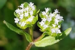 feldsalat-blueten-detail