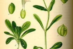 feldsalat-illustration