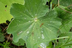frauenmantel-blatt-lotuseffekt