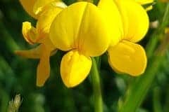 hornklee-bluete-detail