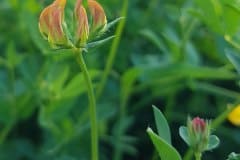 hornklee-blueten-knospen