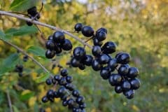liguster-gewoehnlicher-fruechte-reif