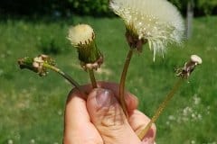 loewenzahn-gewoehnlicher-frucht-entwicklung