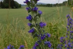 natternkopf-gewoehnlicher-blueten-wuchs-kurz