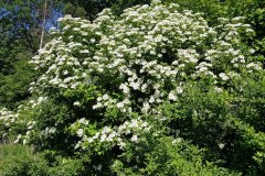 schneeball-gewoehnlicher-erscheinungsbild-bluehend