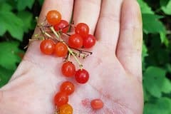 schneeball-gewoehnlicher-fruechte-samen