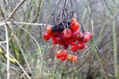 schneeball-gewoehnlicher-fruechte-winter